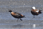 Chestnut breasted shelduck1036.jpg